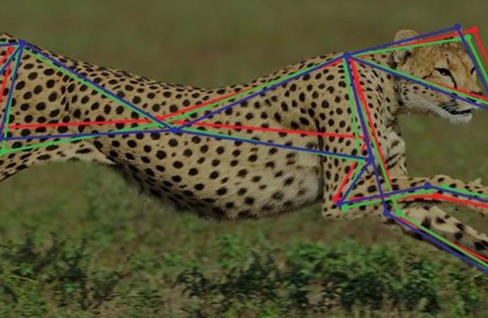 AFRICAN ROBOTICS UNIT - Deep Learning-Based Motion Capture System Helps Study Cheetahs in the Wild